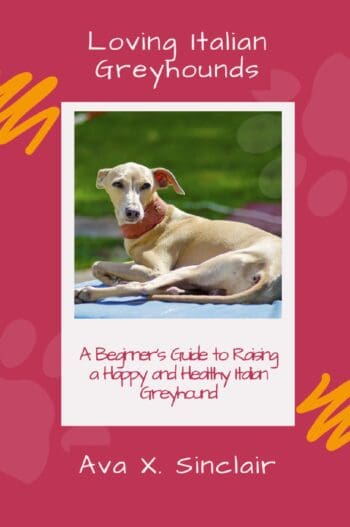 Loving Italian Greyhounds