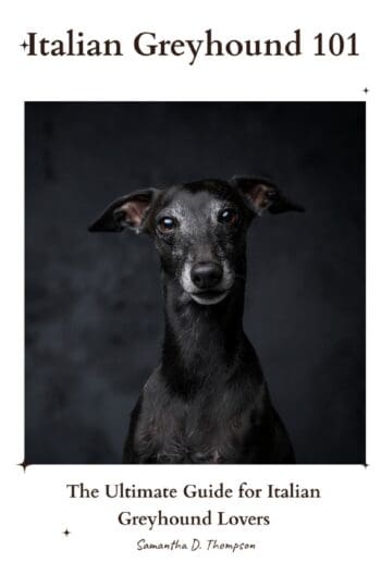 Italian Greyhound 101