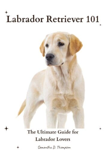 Labrador Retriever 101