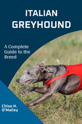 Italian Greyhound