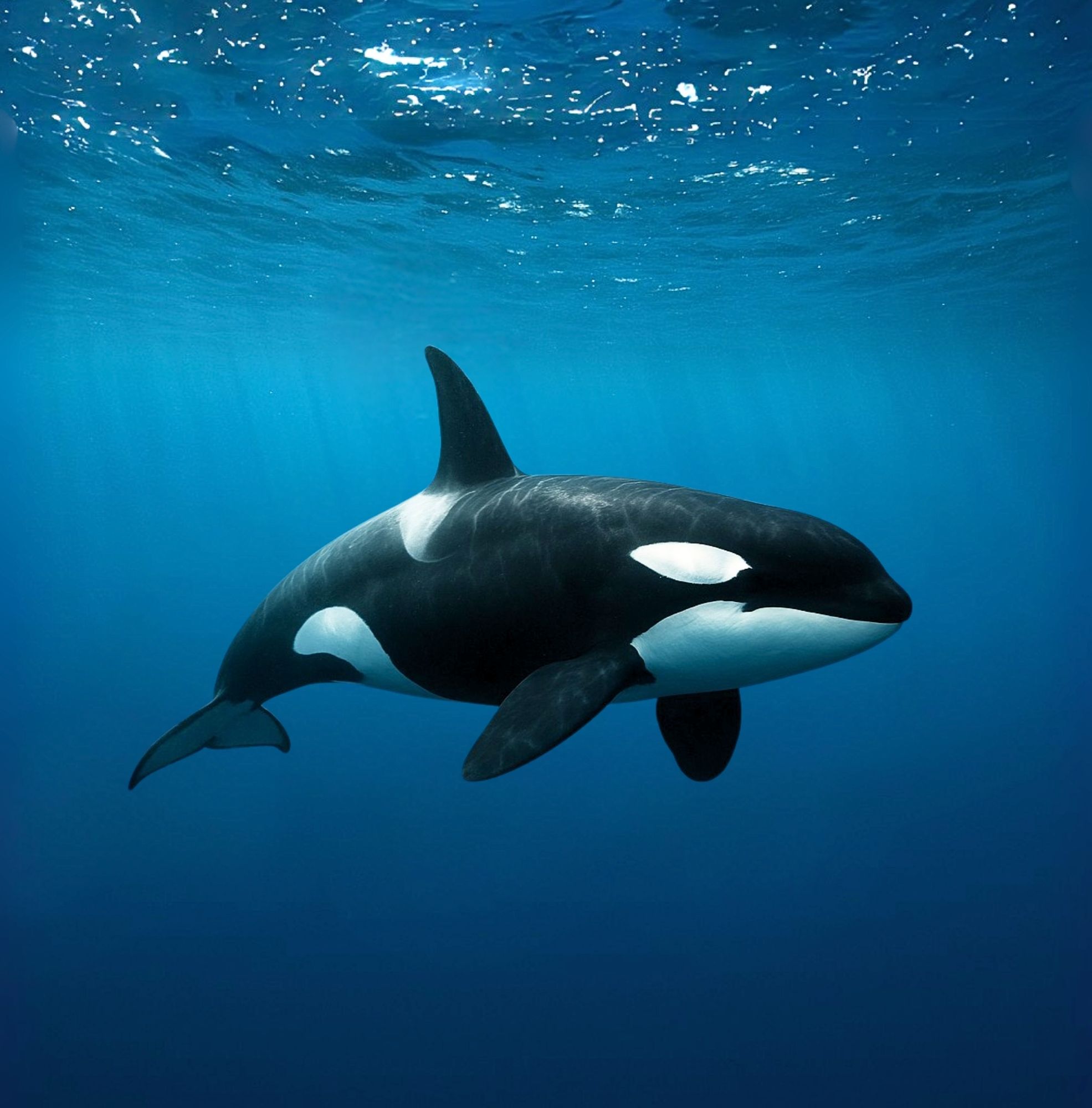 What Lives in the Ocean?