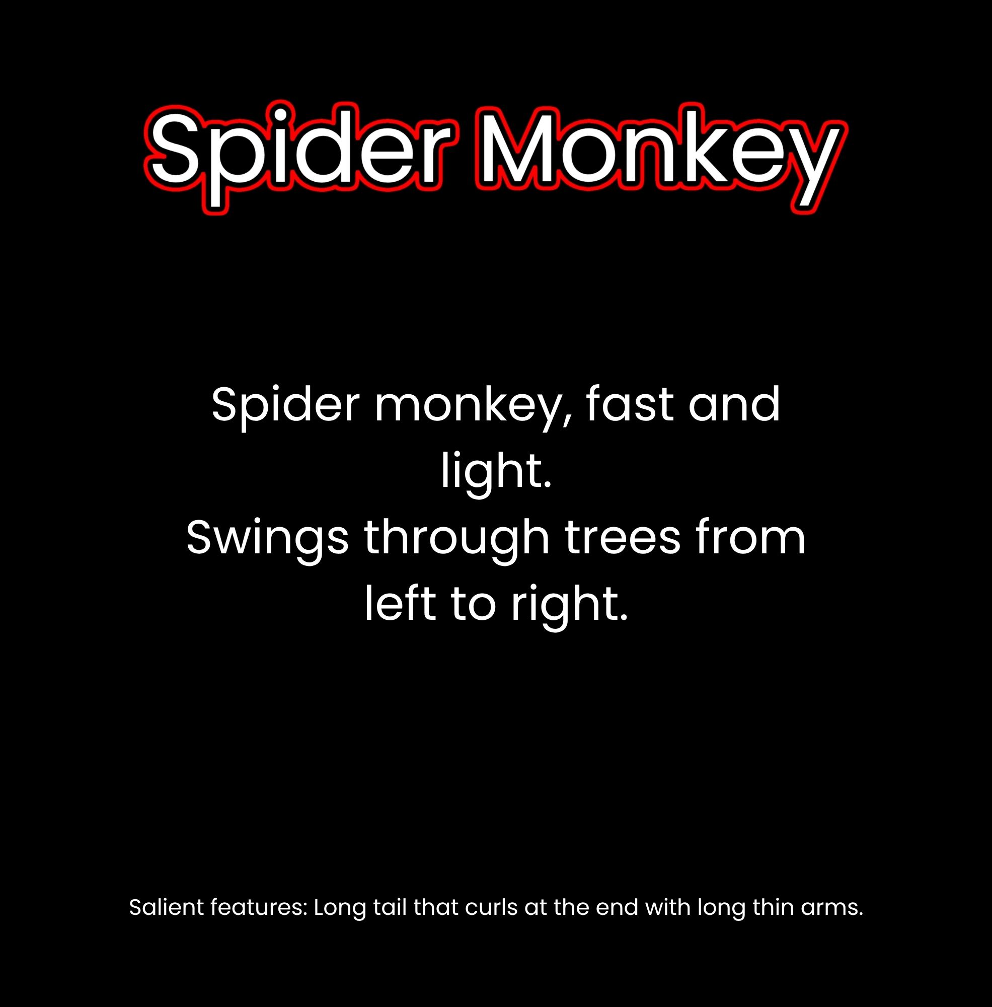 What Lives in the Rainforest?